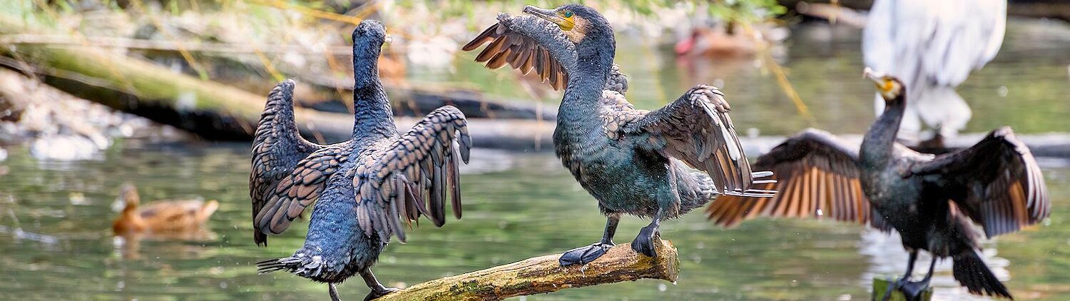 Urlaub mit Hund am Weltvogelpark Walsrode