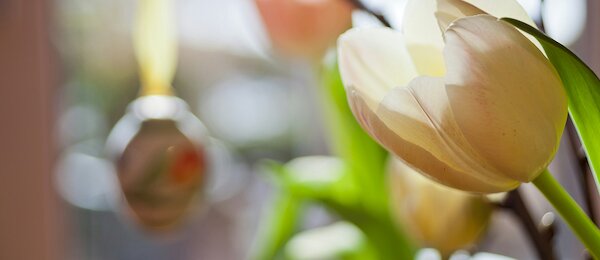 Ferienwohnungen über Ostern in Butjadingen