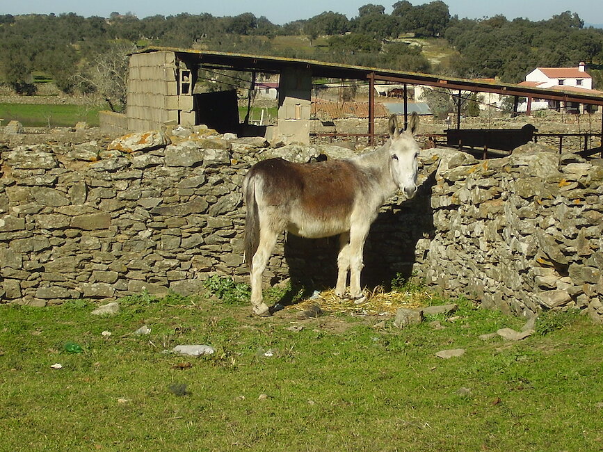 Casas rurales en Bodonal de la Sierra, Badajoz