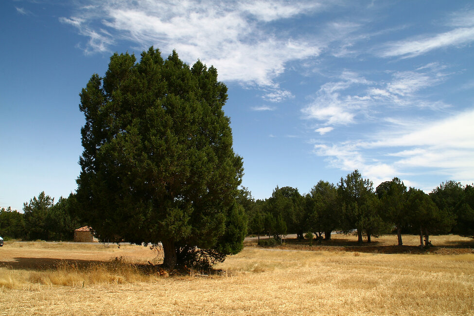 Casas rurales en Olmeda de Cobeta, Guadalajara