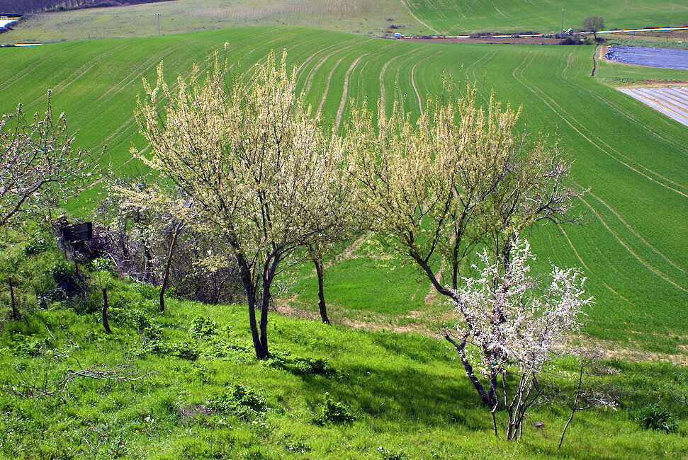 Casas rurales en Muez, Navarra