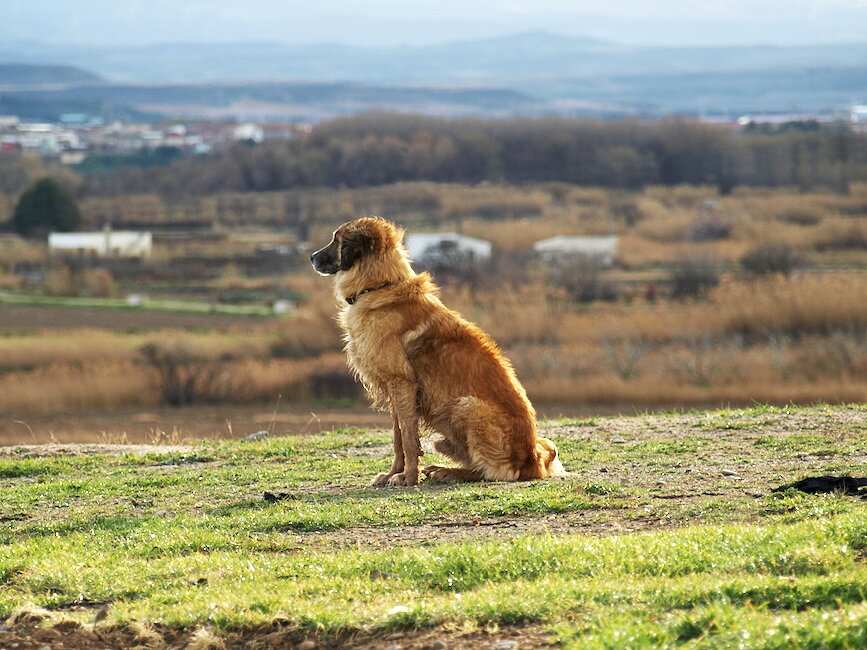 Casas rurales en Fustiñana, Navarra