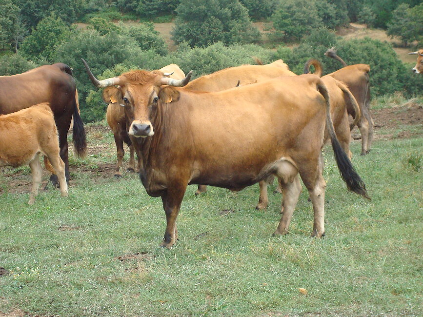 Casas rurales en Rios, Ourense