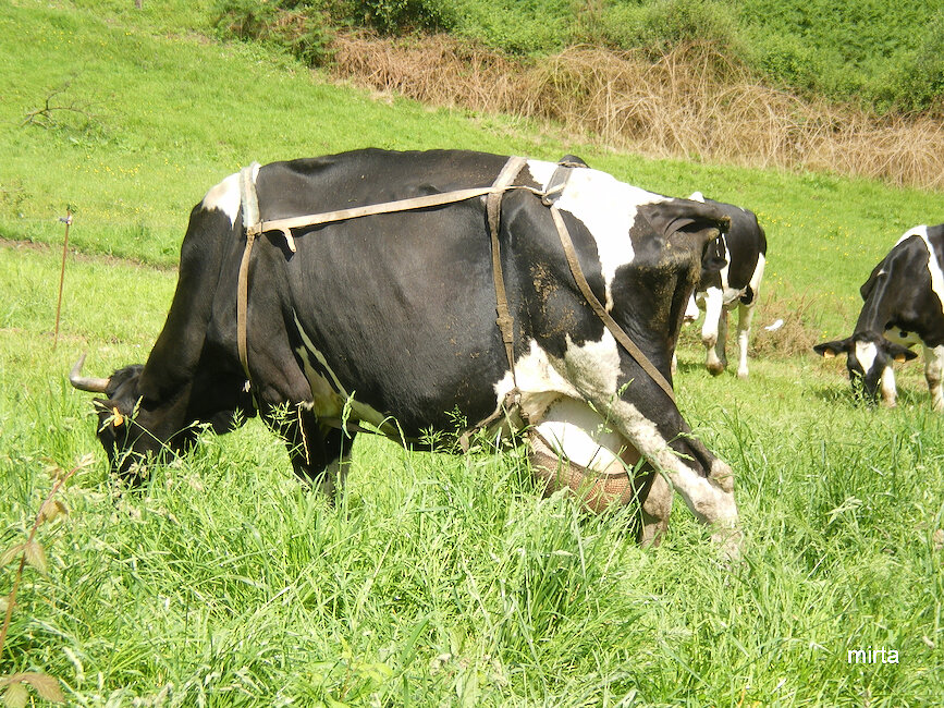 Casas rurales en Llames de Parres, Asturias