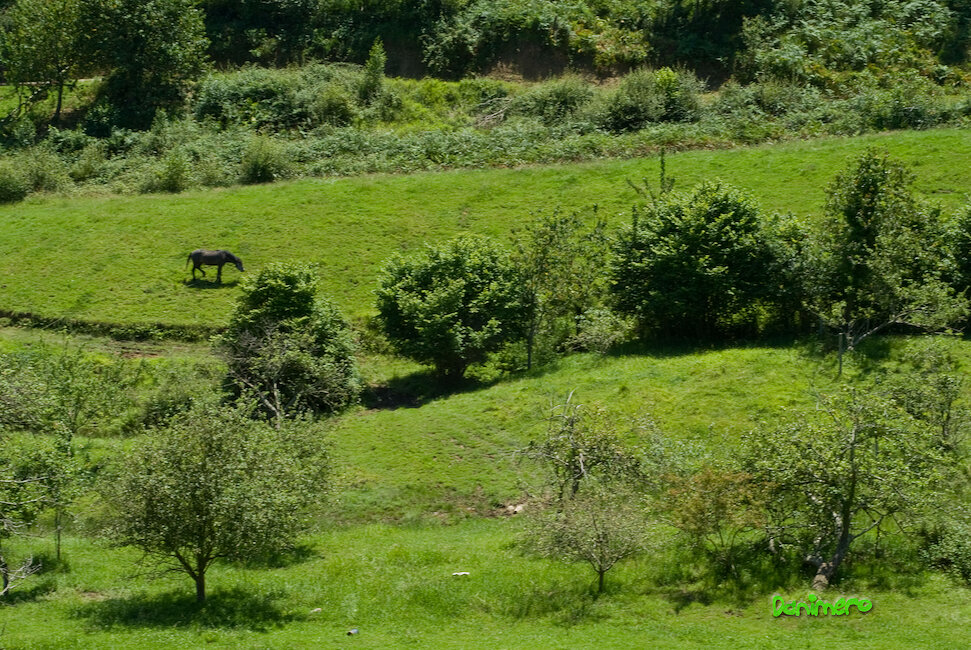 Casas rurales en Sardalla, Asturias