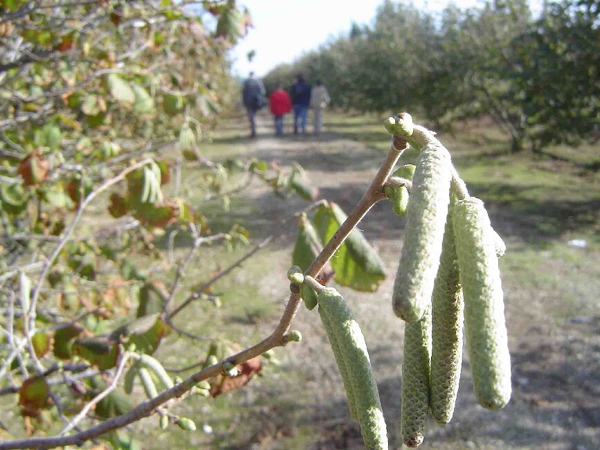 Casas rurales en Milá, Tarragona