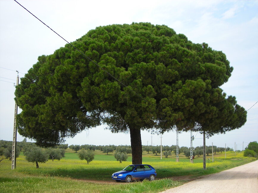 Casas rurales en Rielves, Toledo