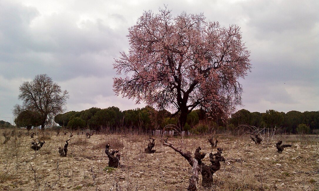 Casas rurales en Cogeces de Íscar, Valladolid