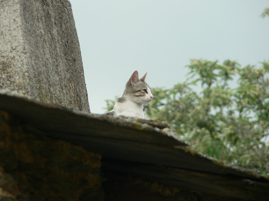 Casas rurales en Muelas de los Caballeros, Zamora