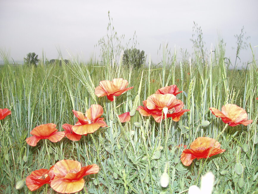 Casas rurales en Used, Zaragoza