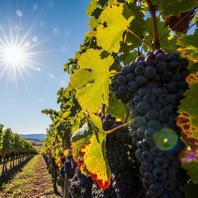 Weinlese in der Pfalz
