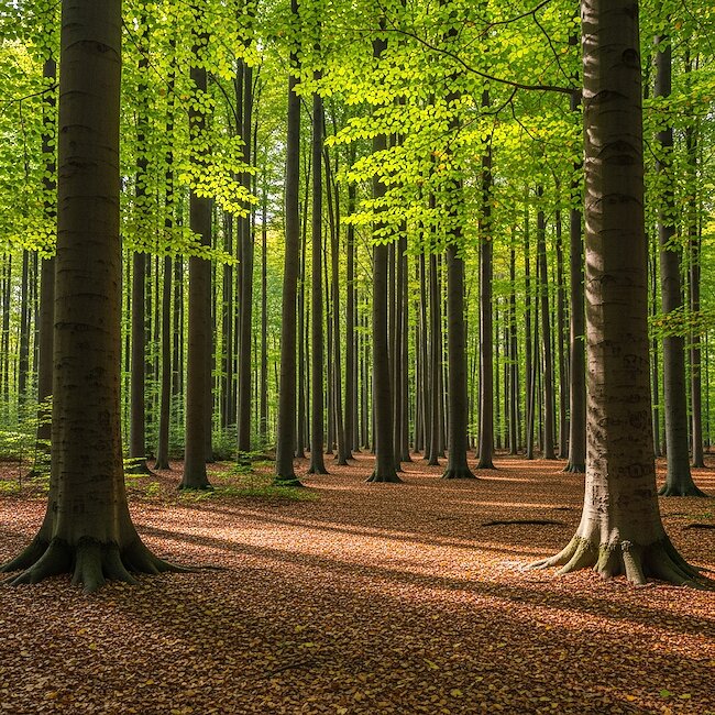 Buchenwald bei Sassnitz auf Rügen