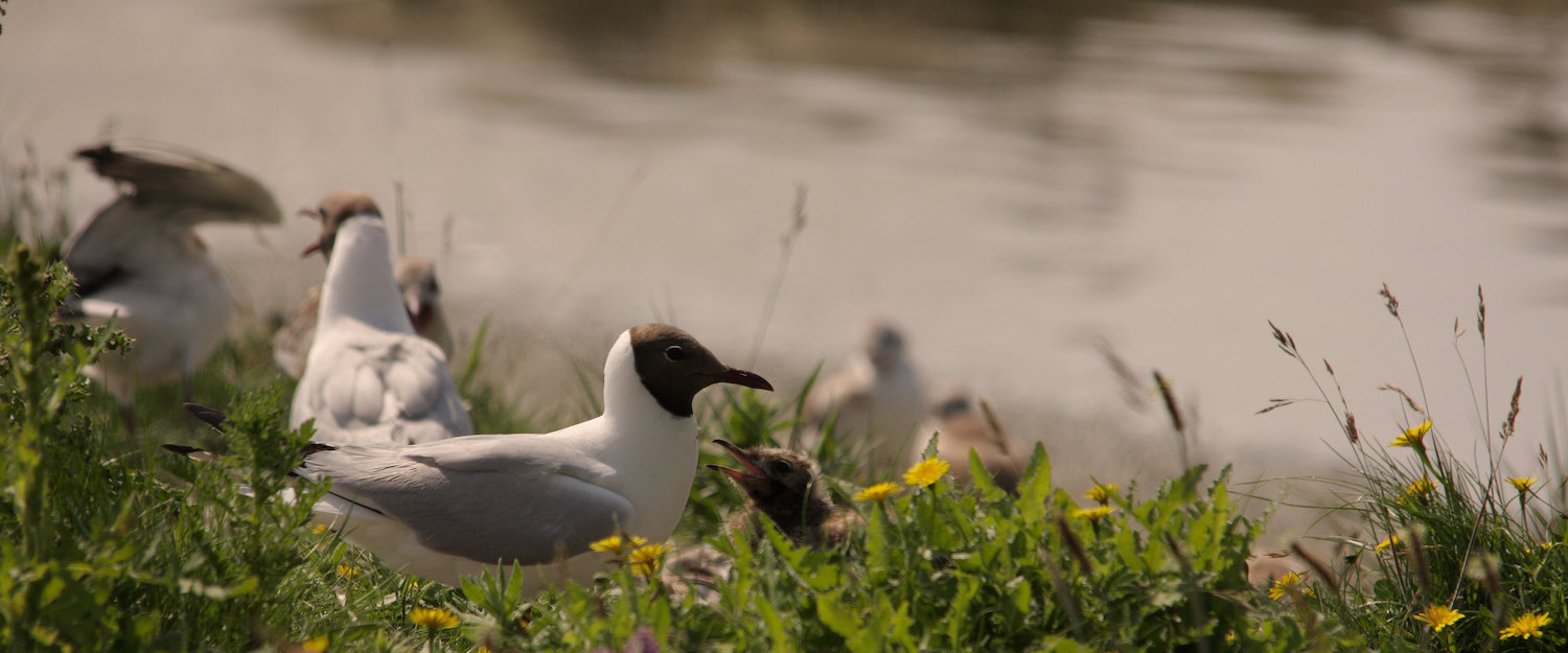 Oiseaux, Crotoy