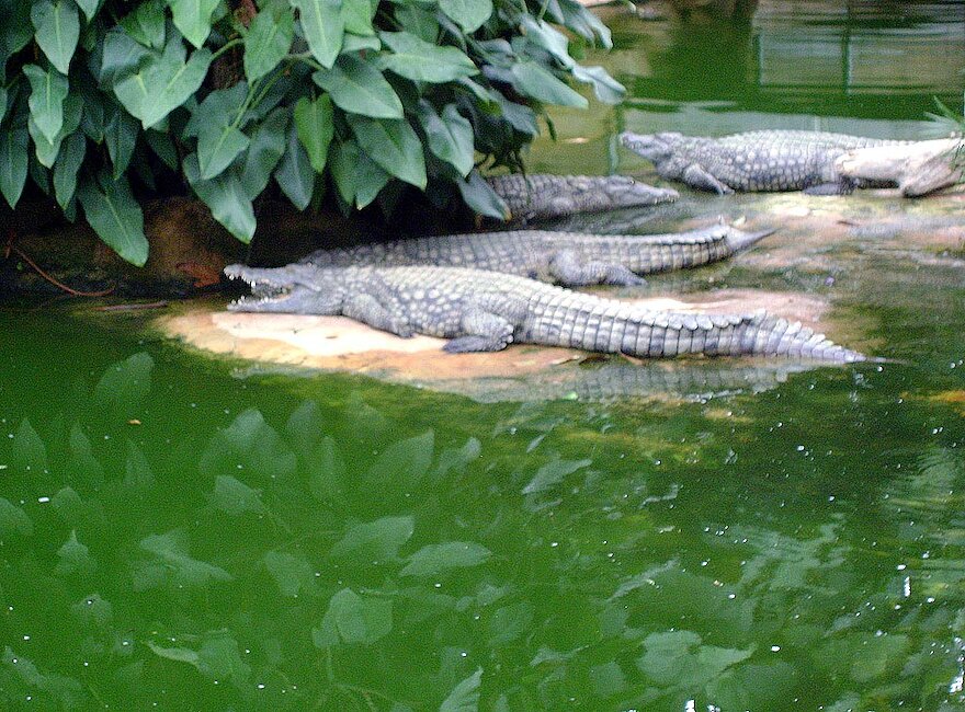 La Ferme aux Crocodiles