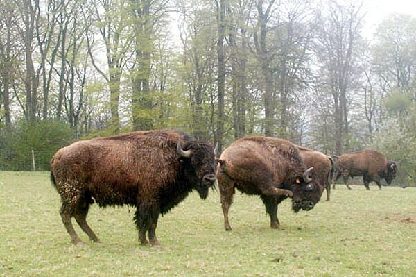 Rêves de Bisons