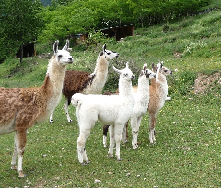 La Ferme des Lamas