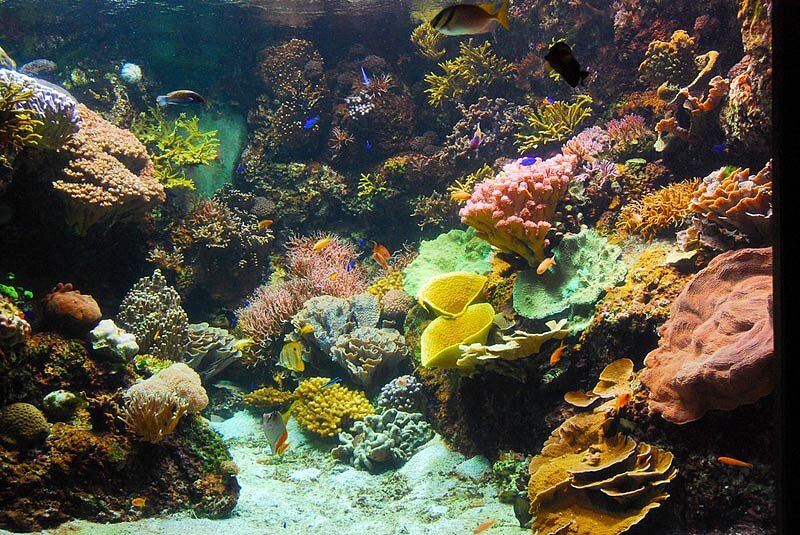 Aquarium de La Rochelle