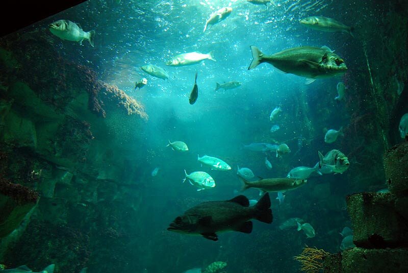 Aquarium de La Rochelle