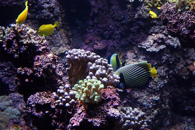 Aquarium de La Rochelle