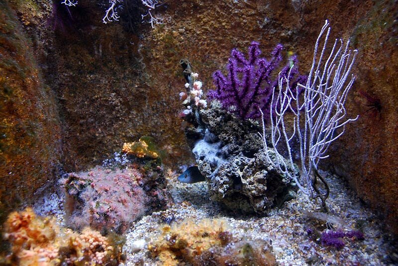 Aquarium de La Rochelle