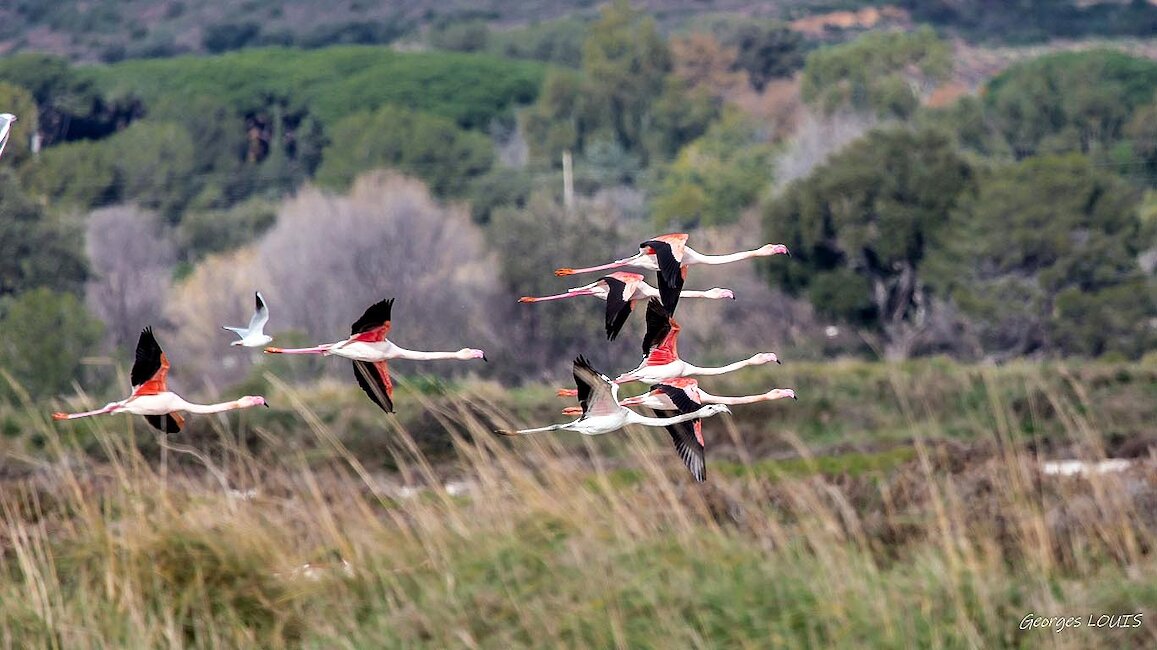 Zone nature des vieux salins d'Hyères