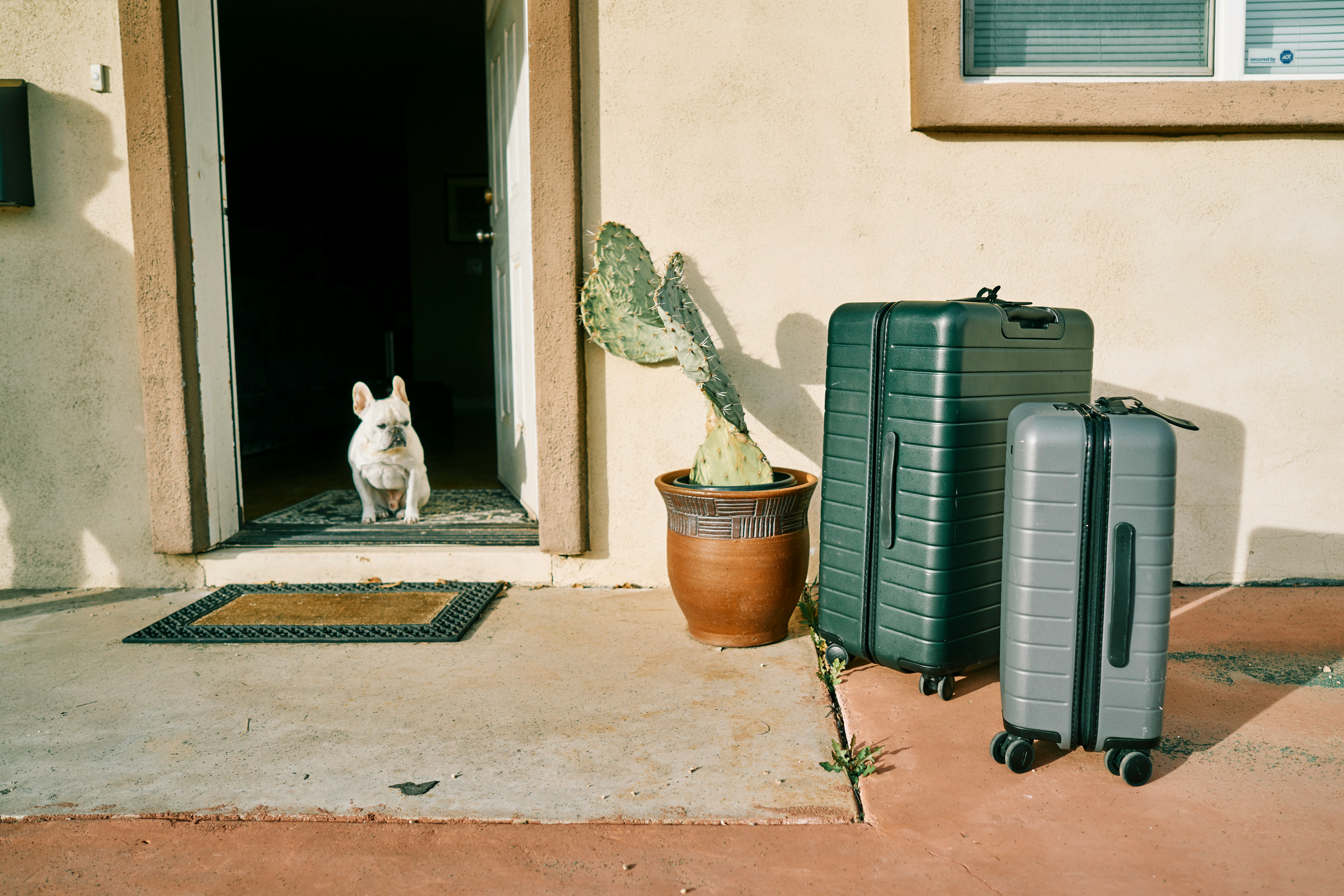 Vacanze con cani