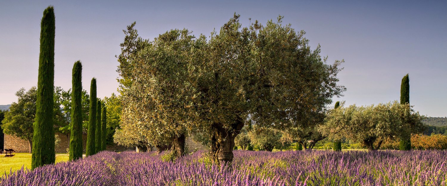Der Duft von Lavendel betört die Sinne Der Duft von Lavendel betört die Sinne