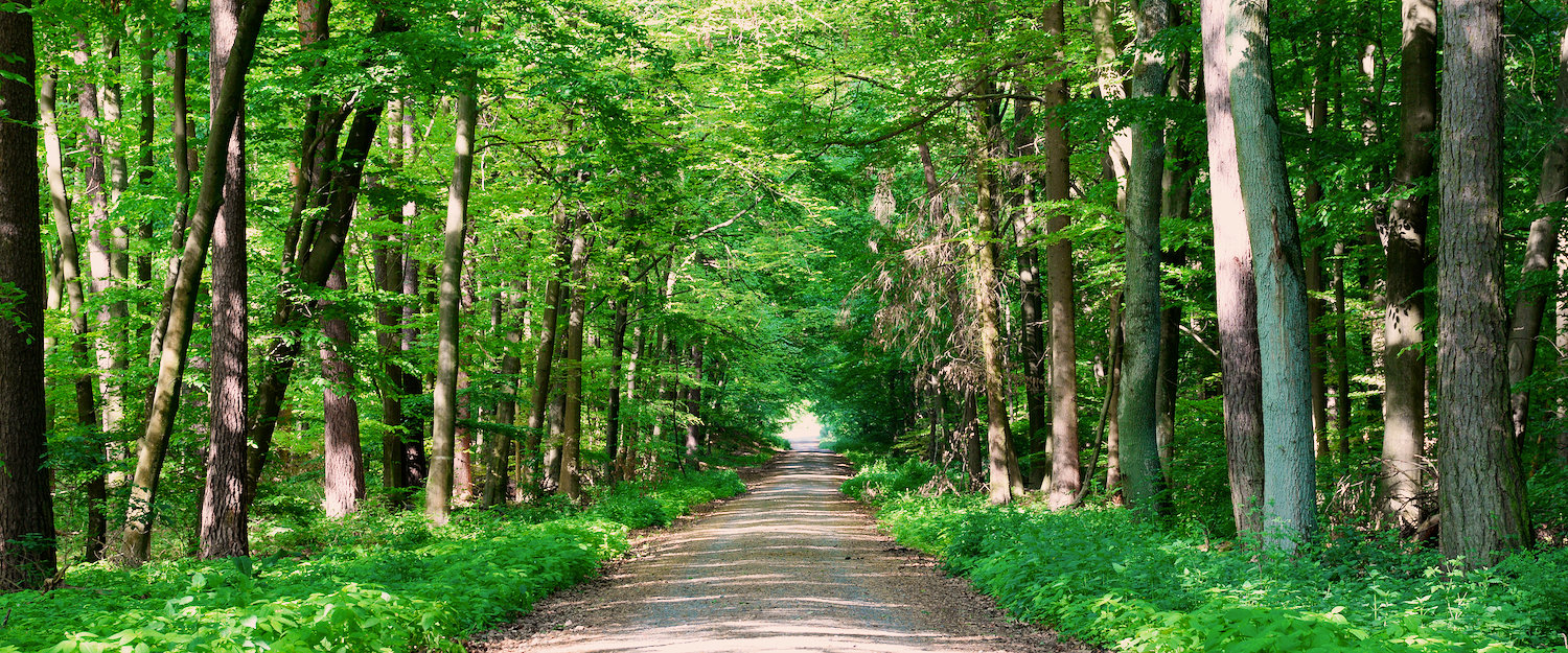 Grüner Odenwald im Sommer Grüner Odenwald im Sommer