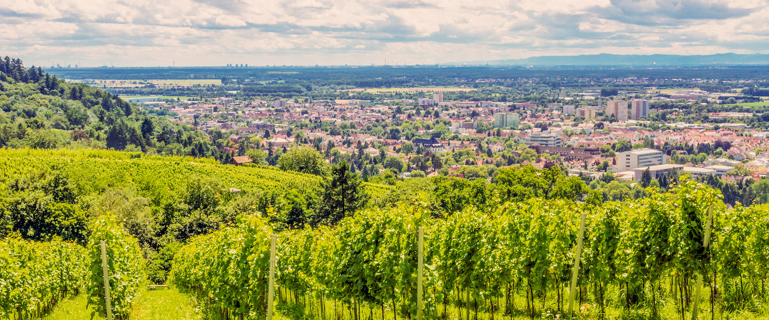 Blick auf die Weinberge vor Bensheim Blick auf die Weinberge vor Bensheim
