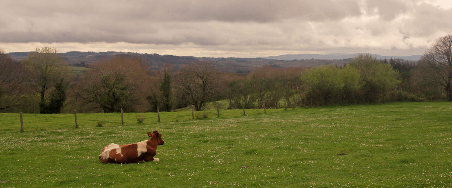 Vaca descansando en el pasto Vaca descansando en el pasto