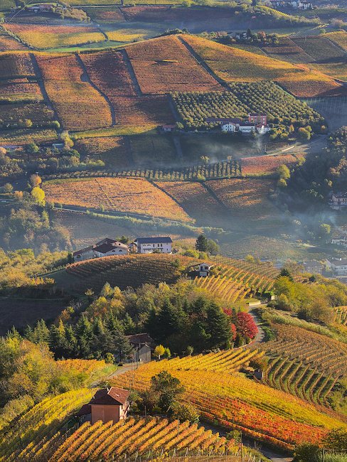 I romantici vigneti piemontesi.