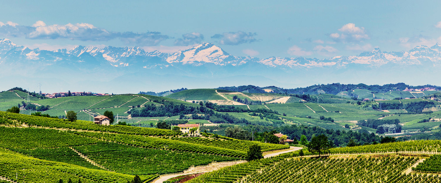Vitigni e montagne sullo sfondo. Vitigni e montagne sullo sfondo.