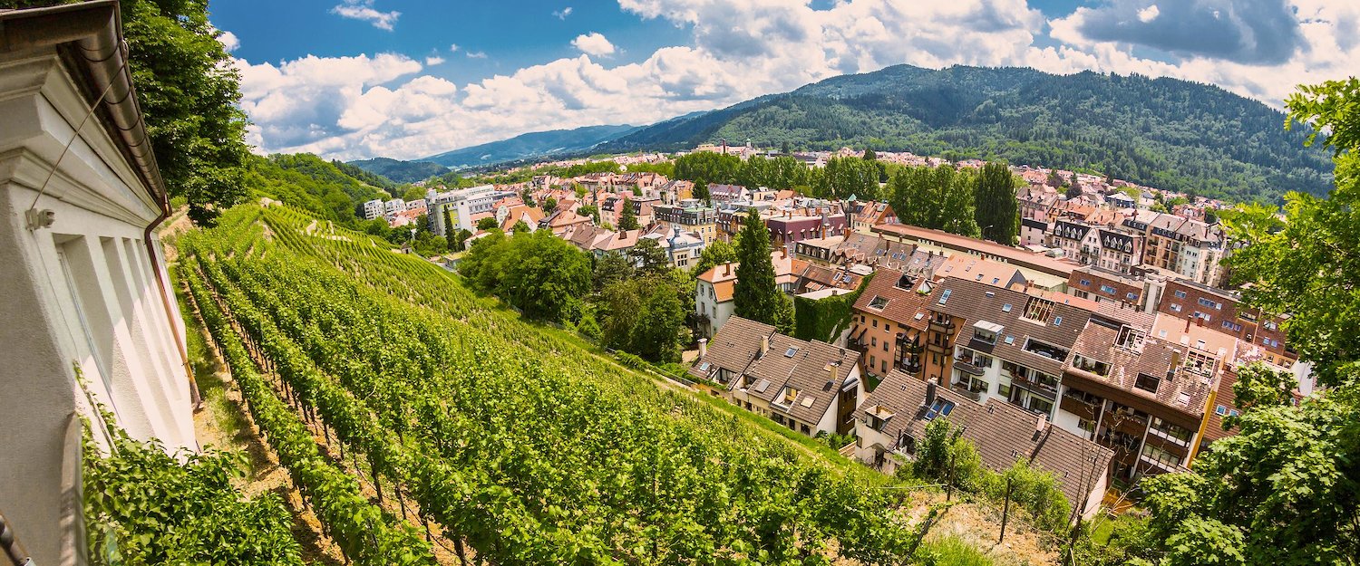 Weinberg in Freiburg Weinberg in Freiburg