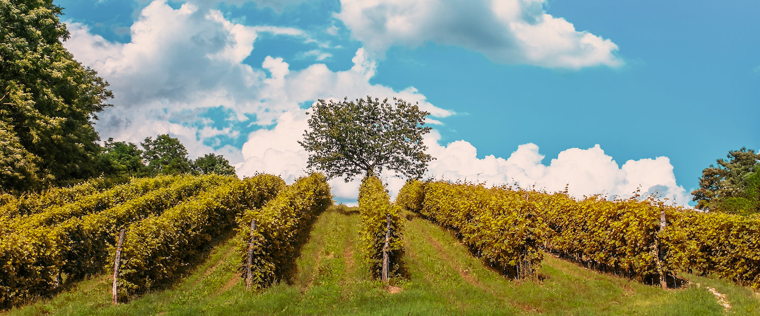 Vigneti di Prosecco. Vigneti di Prosecco.