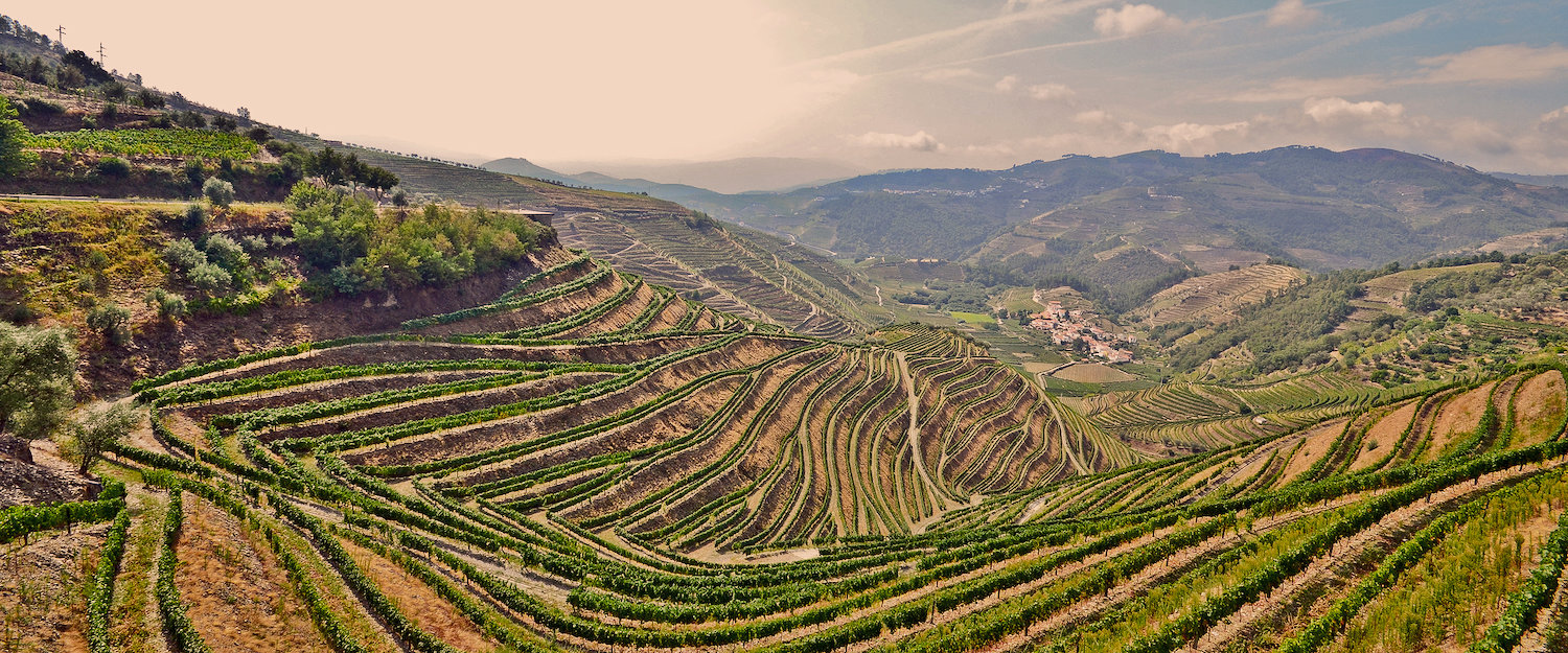 Videiras no Vale do Douro