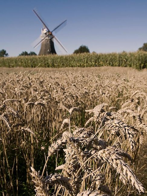 Eine der Windmühlen auf Föhr.