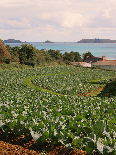 Plantations et vue sur mer Paimpol