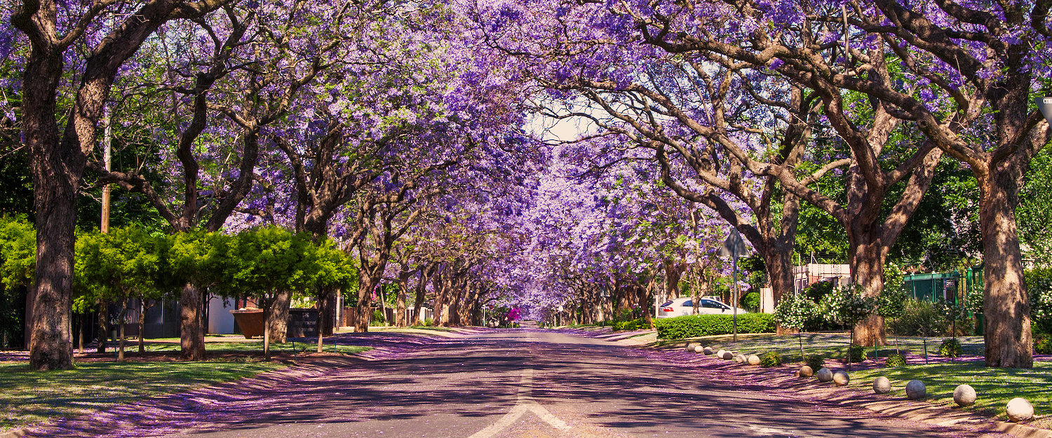 Allee von Jaracanda-Bäumen in Südafrika