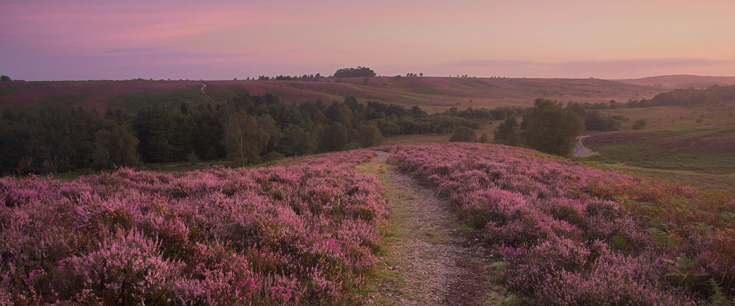 Chalets in New Forest