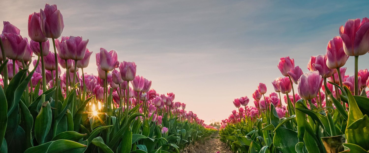 Der Keukenhof - eine niederländische Gartenanlage Der Keukenhof - eine niederländische Gartenanlage