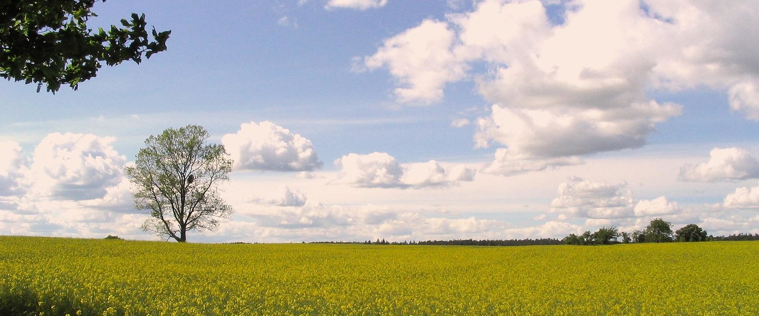 Ein Feld in der Uckermark Ein Feld in der Uckermark