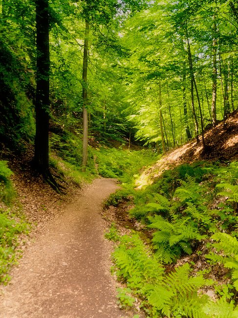 Der idyllische Thüringer Wald