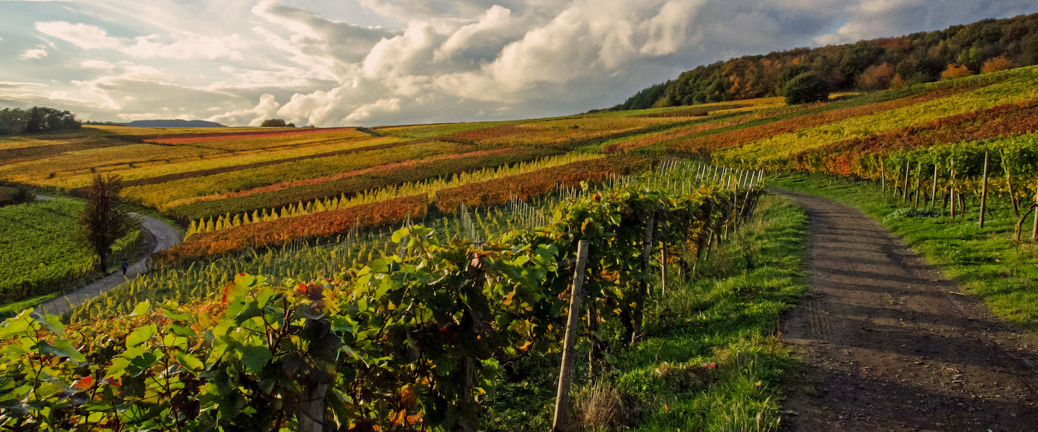 Urlaub mit Hund in Bad Neuenahr