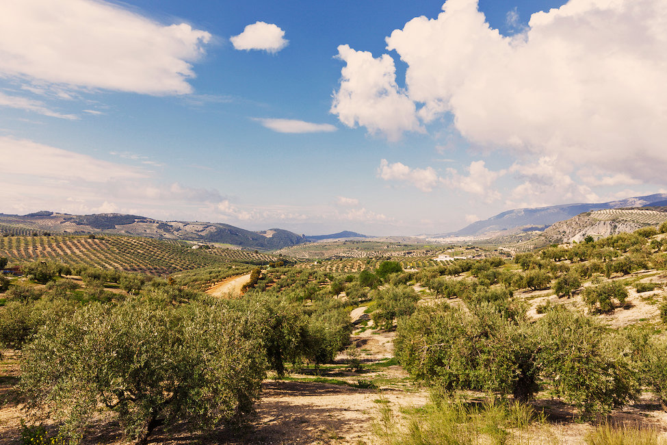 El Pinar