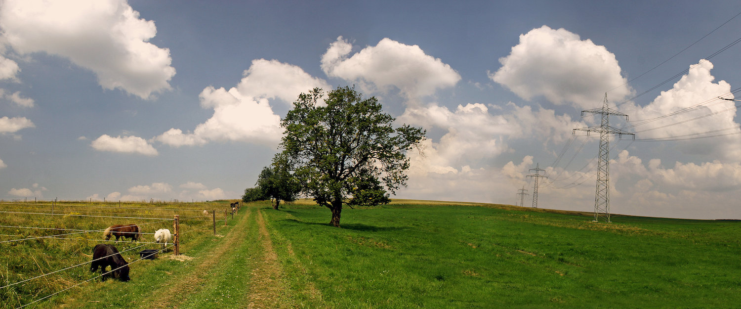 Wälder und Wiesen in Hasselfelde Wälder und Wiesen in Hasselfelde