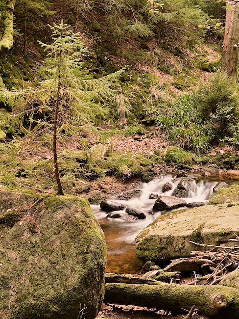 Erleben Sie die Natur bei Bad Harzburg