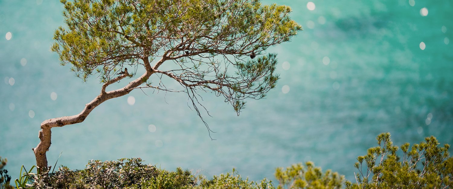 Disfruta el mar turquesa de Mallorca