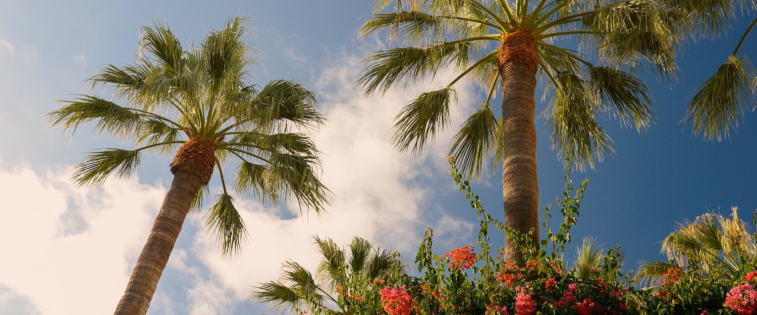 Relájate bajo las palmeras
