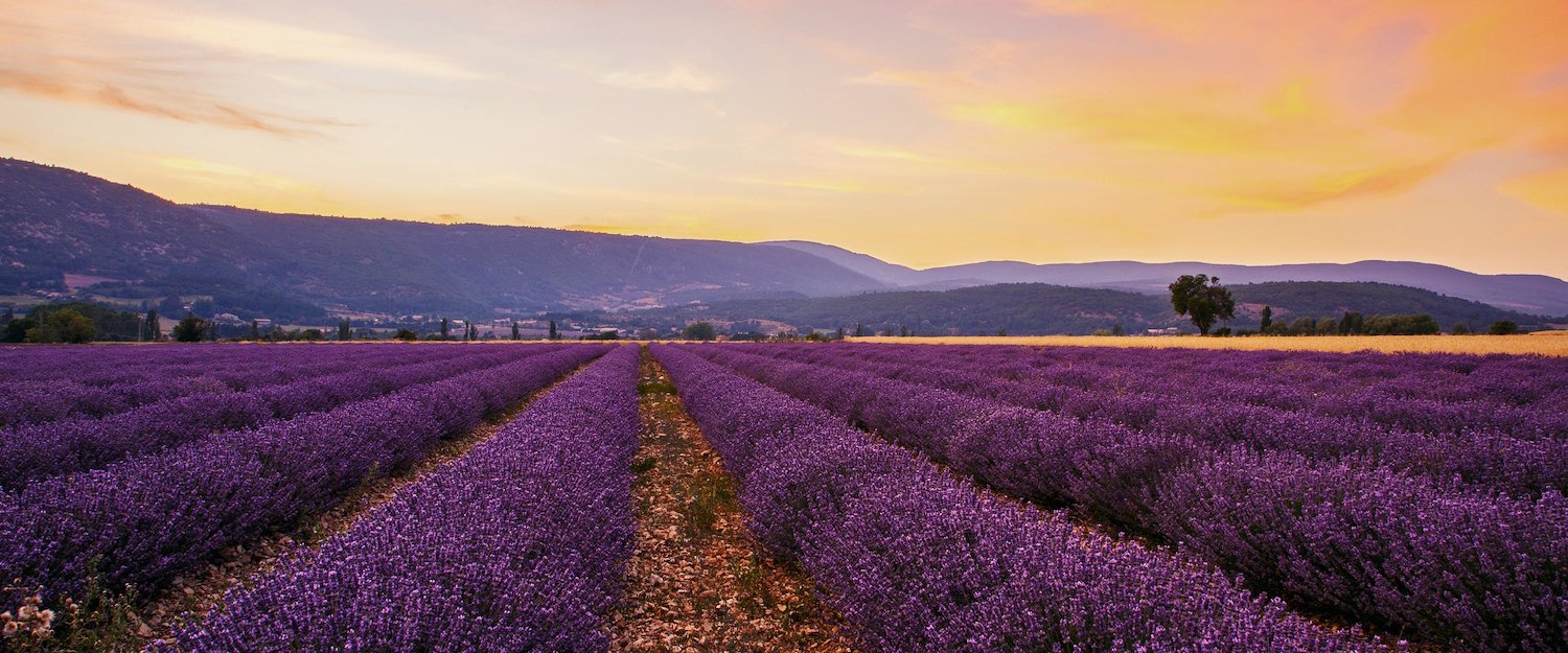 Die berühmten Lavendel-Felder in der Provence Die berühmten Lavendel-Felder in der Provence