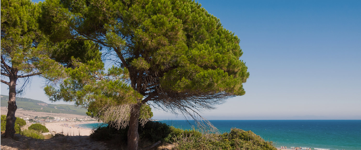 La playa y los árboles en Islantilla La playa y los árboles en Islantilla